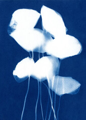 Fototapeta premium Poppy flowers composition. Botanical illustration. Floral arrangement. Plant silhouette on blue. Cyanotype creation process. Sun print.