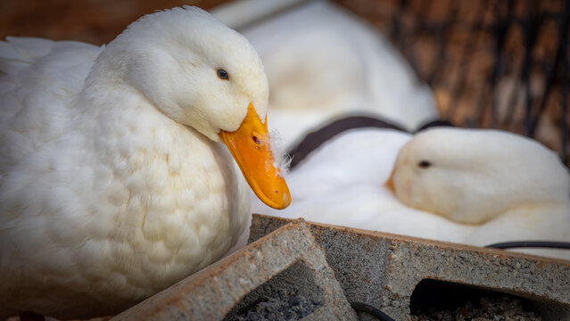 Peking duck