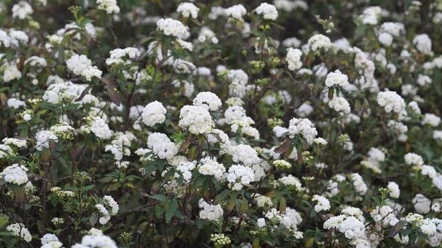 Beautiful Reeve's Spirea (spiraea cantoniensis) flowers.	