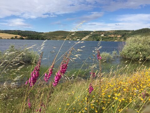 Summer serenity by the water &ndash; Wildflowers blooming on the banks of a peaceful lake Azibo Portugal .