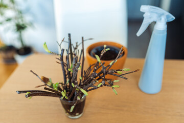 rooting cuttings of fruit trees