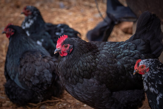 Australorp