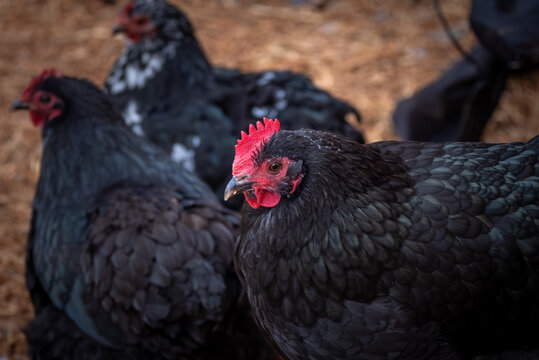 Australorp
