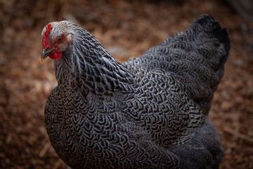 Silver Penciled Plymouth Rock 