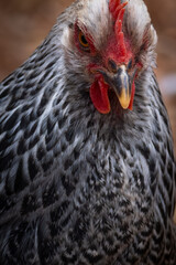 Silver Penciled Plymouth Rock 