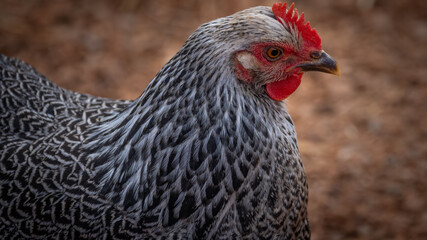 Silver Penciled Plymouth Rock 