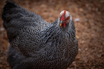Silver Penciled Plymouth Rock 
