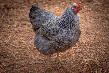 Silver Penciled Plymouth Rock 