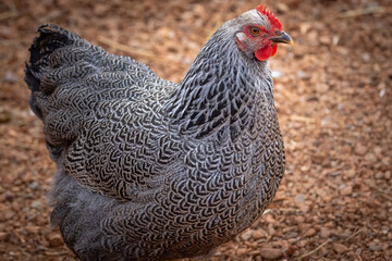 Silver Penciled Plymouth Rock 