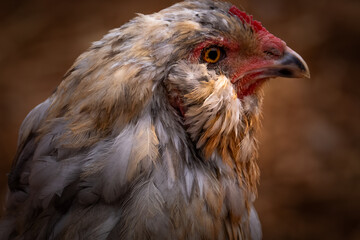 Blue Splash Ameraucana