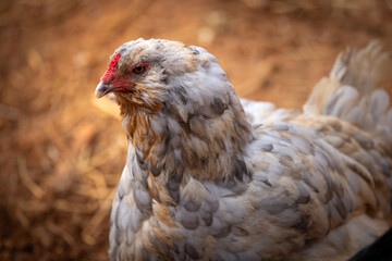 blue splash ameraucana