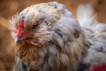 blue splash ameraucana
