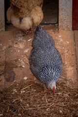 Silver Penciled Plymouth Rock