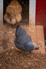 Silver Penciled Plymouth Rock