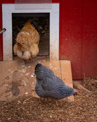Silver Penciled Plymouth Rock