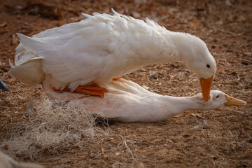 Peking ducks mating
