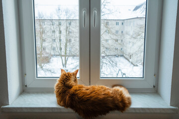 Warm Ginger Maine Coon Cat Looking Out the Window at Winter