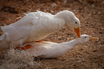 Peking ducks mating