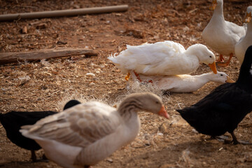 Peking ducks mating