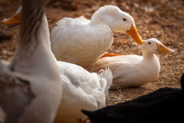 Peking ducks mating