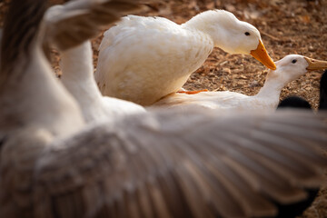 Peking ducks mating