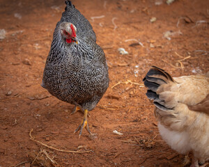 Silver Penciled Plymouth Rock