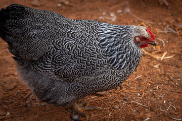 Silver Penciled Plymouth Rock