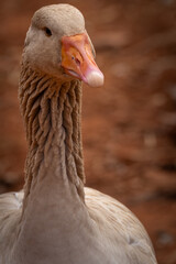 portrait of a goose
