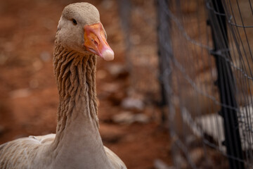 portrait of a goose