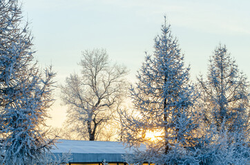 Larch tree branches covered in thick frost against sunset sky, intricate snowy patterns and golden hour lighting in cold winter landscape. Nature photography and seasonal outdoor scenery themes.