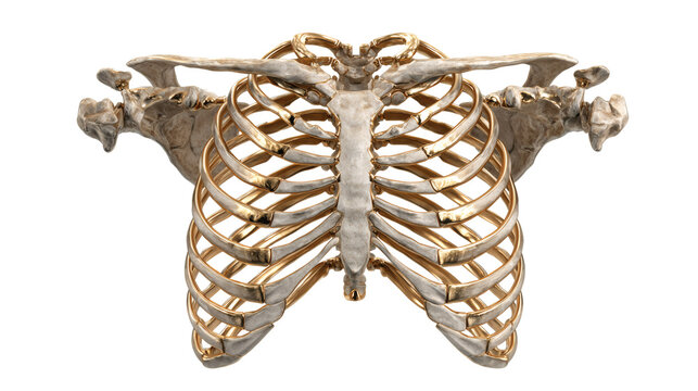 Human rib bones isolated on a white background