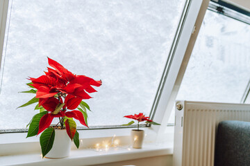 Christmas plant Christmas star, poinsettia window covered with snow