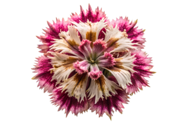 A vibrant pink and white flower is centered against a clean white background, showcasing its intricate details and colors.