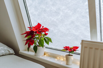 Christmas plant Christmas star, poinsettia window covered with snow