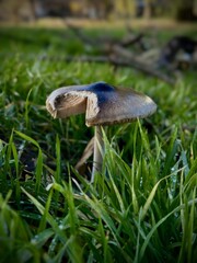 Close-up photo of a wild mushroom growing in green grass in natural outdoor environment. Shallow depth of field, natural light, forest or meadow background, nature and ecology concept.