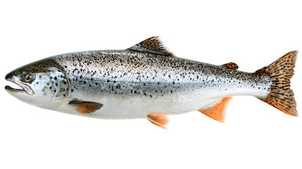 Obraz premium Salmon fish isolated on a white background
