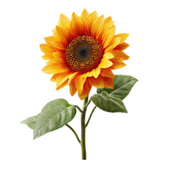 Obraz premium Close-up of a vibrant orange-yellow sunflower against a black background. The sunflower's petals are detailed, and the dark center is prominent. Two leaves are visible near the stem