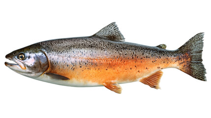 Salmon fish isolated on a white background