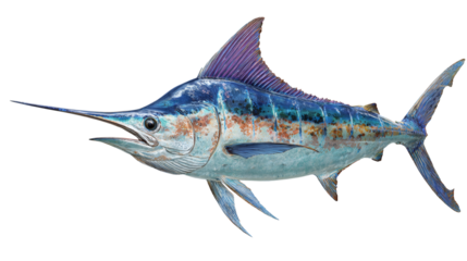 Swordfish isolated on a white background