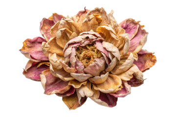 A wilted and dried rose flower with petals that have turned brown and pink, set against a plain white background.