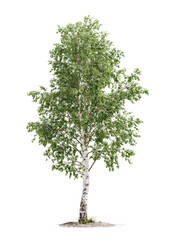 Obraz premium Isolated birch tree with light-gray trunk and vibrant green foliage