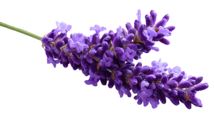 Lavender flower isolated on a white background