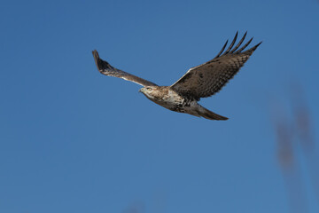 Red-tailed hawk in flight.