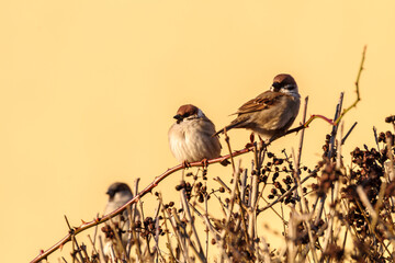 Trzy wróble mazurki siedzące na gałęzi krzewu na tle ciepłego, złotego nieba podczas złotej godziny. © Henryk Niestrój