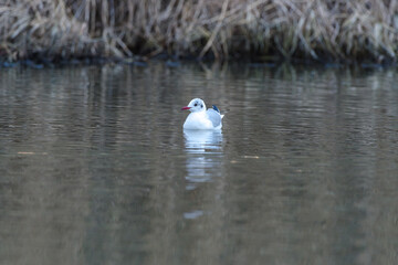 Mewa śmieszka (Chroicocephalus ridibundus) w szacie spoczynkowej, unosząca się spokojnie na tafli wody z widocznymi w tle suchymi trzcinami. © Henryk Niestrój