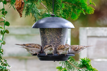 Grupa wr&oacute;bli lub mazurk&oacute;w żerujących w wiszącym karmniku ogrodowym wypełnionym ziarnem, przedstawiona na tle zielonych gałęzi iglak&oacute;w.