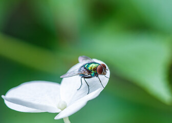Makro zbliżenie na muchę plujkę o metalicznym, zielonym pancerzu odpoczywającą na białym płatku kwiatu w letnim ogrodzie. © Henryk Niestrój