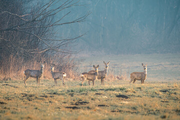 Stado saren pasących się na łące o mglistym świcie na skraju lasu. © Henryk Niestrój