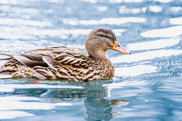 Kaczka krzyżówka (samica) pływająca po błękitnej tafli wody z delikatnymi falami. © Henryk Niestrój