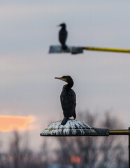 Dwa kormorany zwyczajne siedzące na ulicznych latarniach o zmierzchu, ukazujące przystosowanie ptaków wodnych do środowiska miejskiego na tle zachodzącego słońca. © Henryk Niestrój